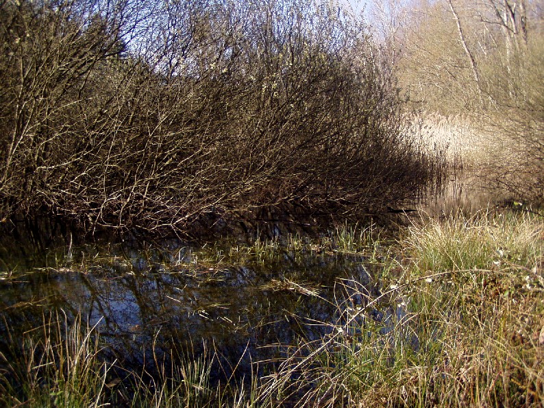 Laghetto di Montieri: biotopo meritevole!